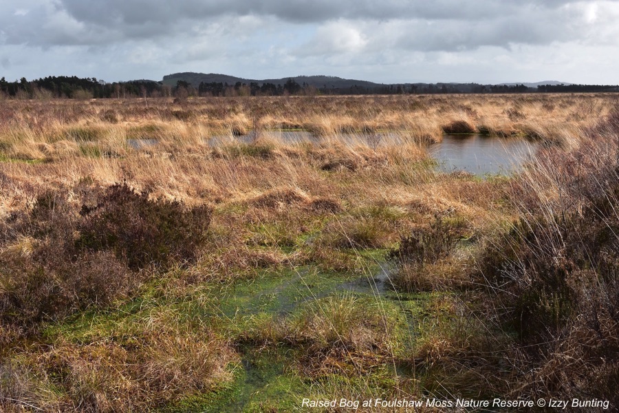 Peat bog at Foulshaw Moss Nature Reserve, Cumbria